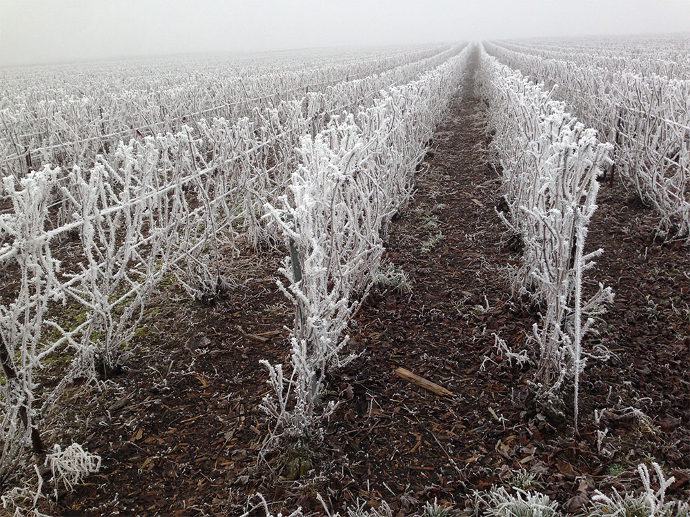 Le vignoble Champagne Vallois