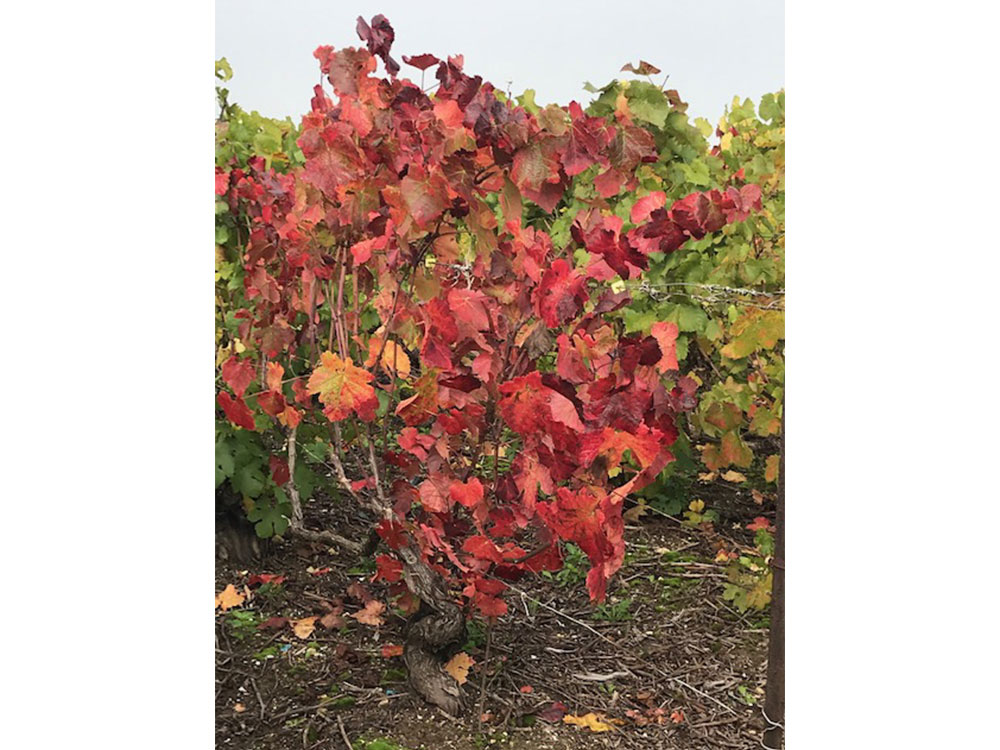 Le vignoble Champagne Vallois