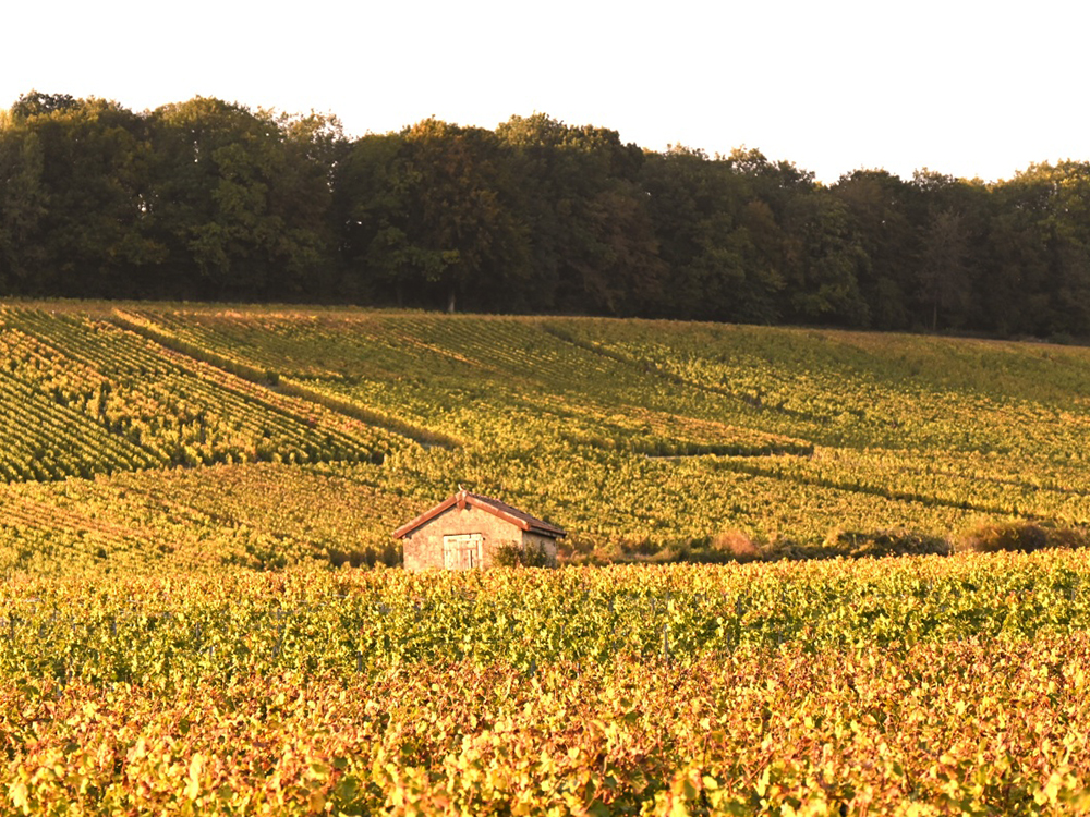 Le vignoble Champagne Vallois