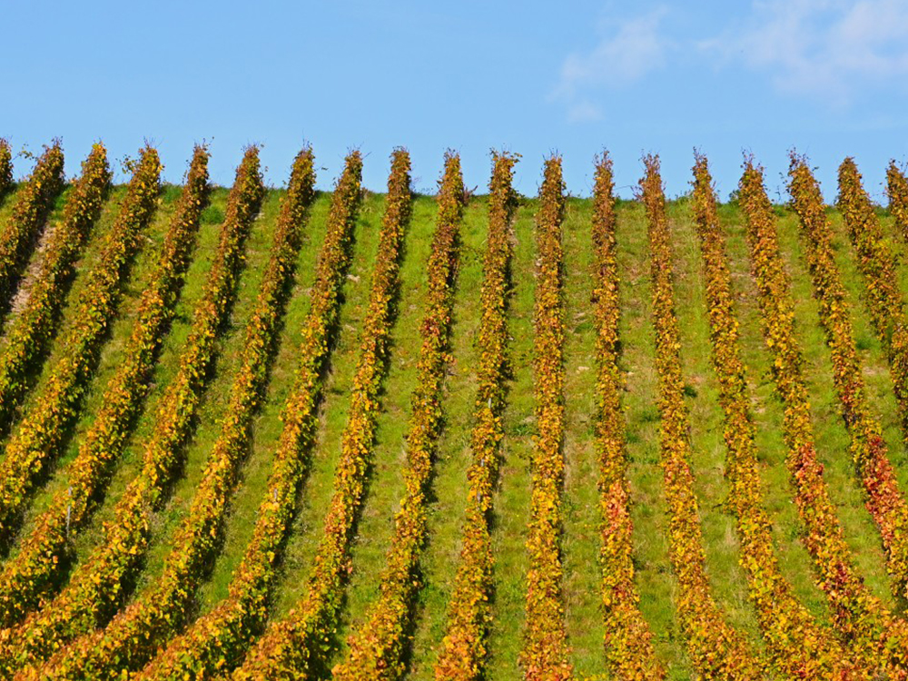 Le vignoble Champagne Vallois