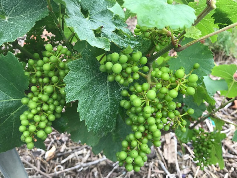 Le vignoble Champagne Vallois